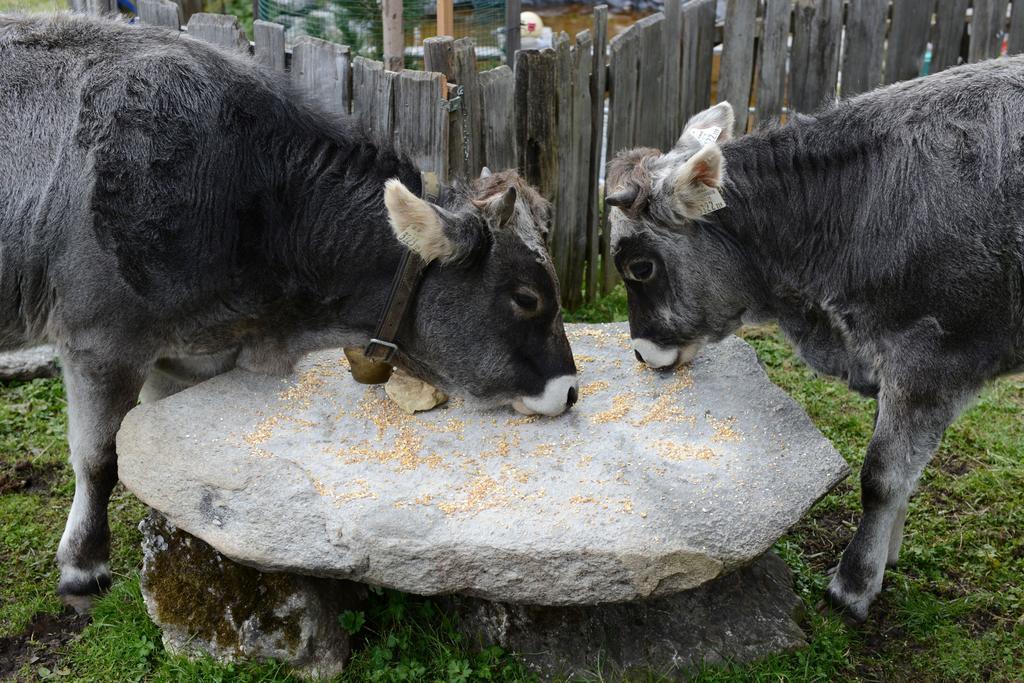 Bed and Breakfast Haus Elisabeth Neustift im Stubaital Exterior foto